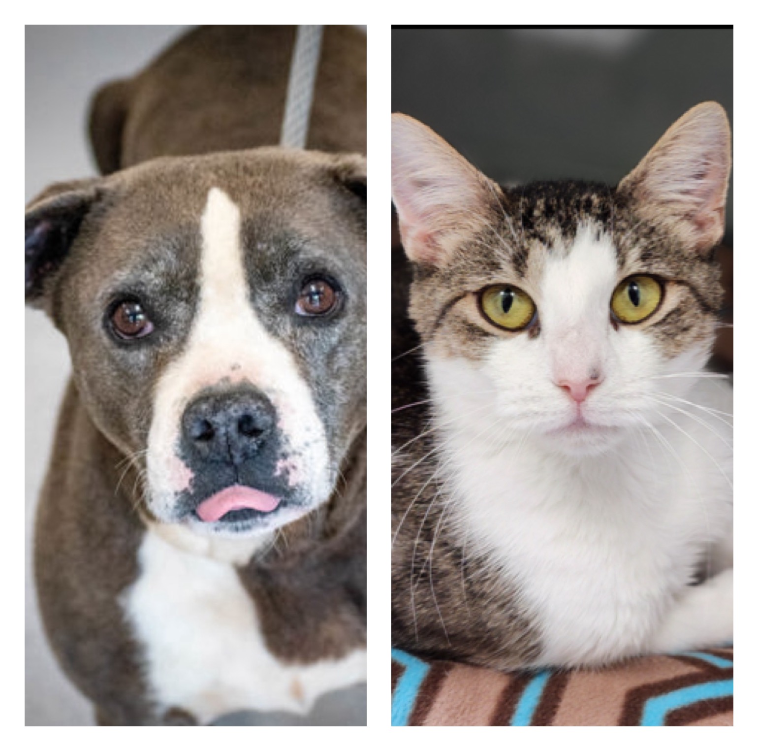 Greenwood Humane Society Pets of the Week